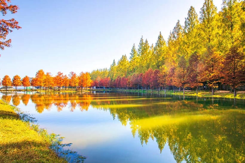 Busan: Damyang Juknokwon Bamboo Forest & Metasequoia Road - Key Points