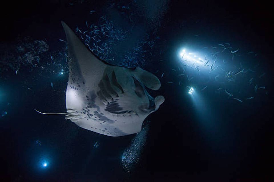 Kailua-Kona: Manta Ray Watching Nighttime Boat Trip - Exploring the Kona Manta Ray Night Tour in Detail