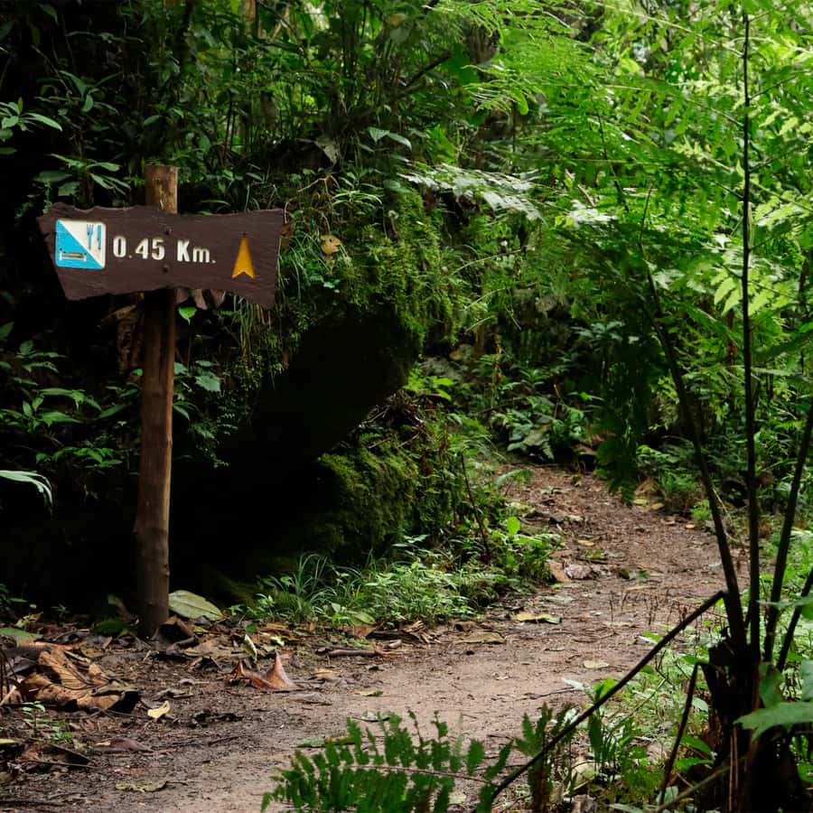 Chicaque Foggy Forest Hike - Key Points