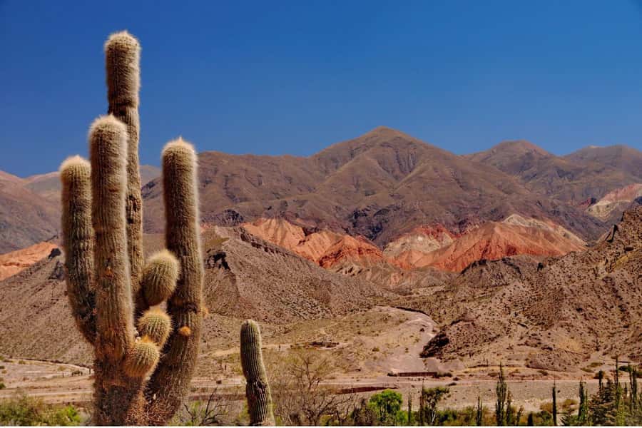 From Salta: Full-Day Wine and Valley Tour to Cafayate - In-Depth Review of the Full-Day Cafayate Tour