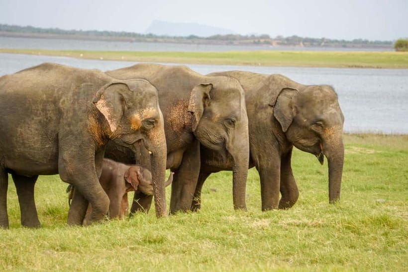 Sigiriya Lion Rock Hike & Minneriya National Park Safari - What Travelers Can Expect