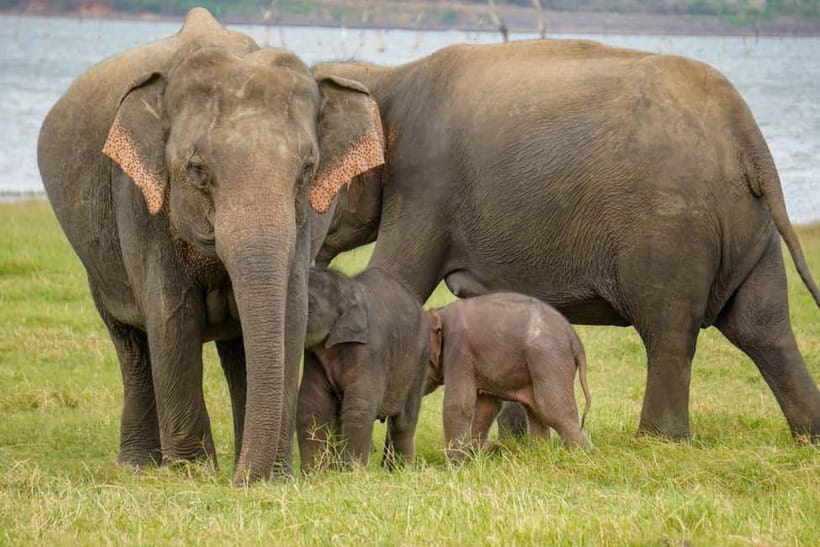 Sigiriya Lion Rock Hike & Minneriya National Park Safari - FAQ