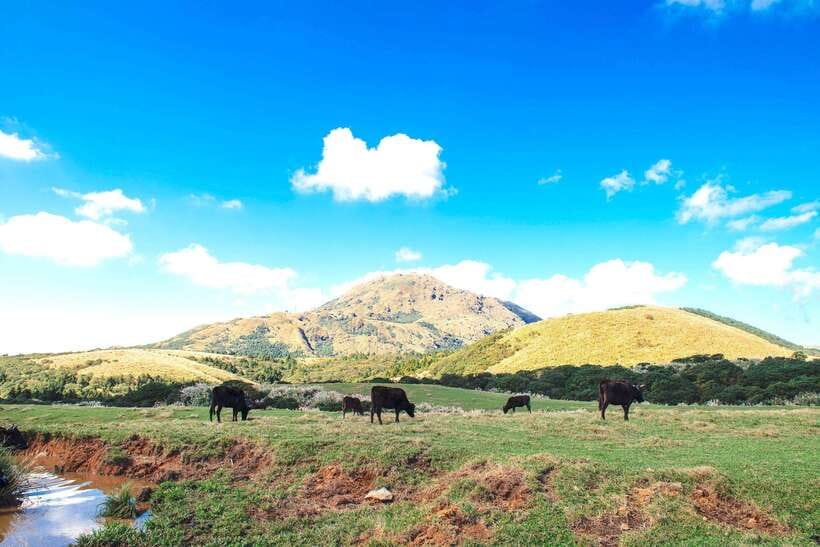 Taipei: Yangmingshan & Beitou Full-Day Tour - Exploring the Highlights: What You’ll See and Do