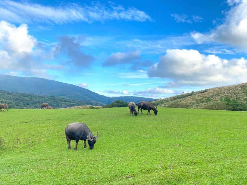 Taipei: Yangmingshan & Beitou Full-Day Tour - Authentic Experiences and Insights from Past Travelers