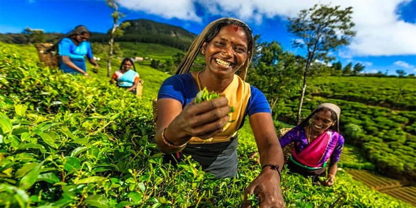 Explore Kandy & Nuwara Eliya in 2 days - Good To Know