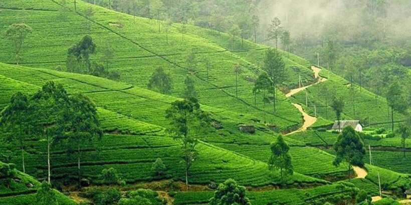 Kandy & Nuwara Eliya: 2-Day Tour! - The Itinerary Explained