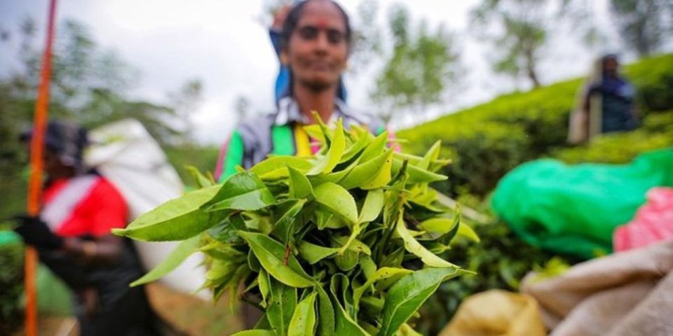 Kandy & Nuwara Eliya: 2-Day Tour! - Who Will Love This Tour