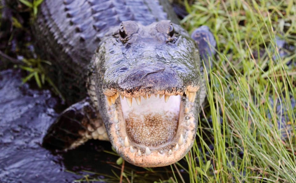 New Orleans: 6 Passenger Premium Airboat Swamp Tour - What To Expect During the Tour