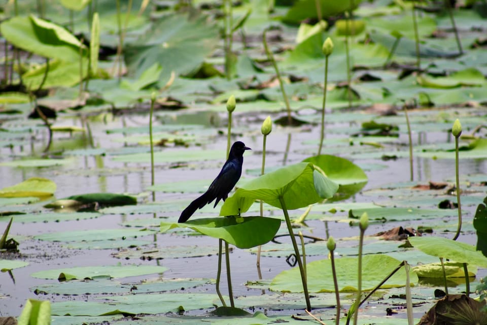 New Orleans: 6 Passenger Premium Airboat Swamp Tour - Authentic Experience and Authenticity