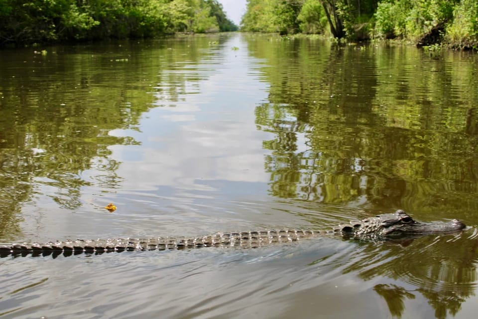 New Orleans: 6 Passenger Premium Airboat Swamp Tour - Practical Tips for Travelers