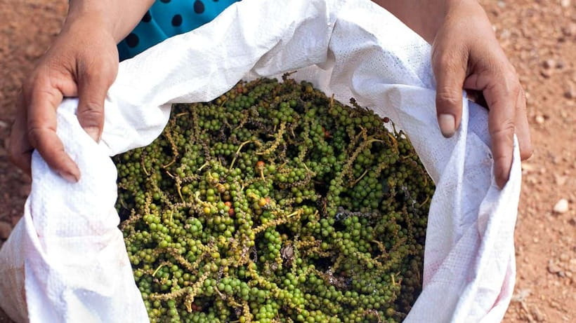 One Day Trip to Pepper Farm, Chhngok Temple and Salt Field - Key Points