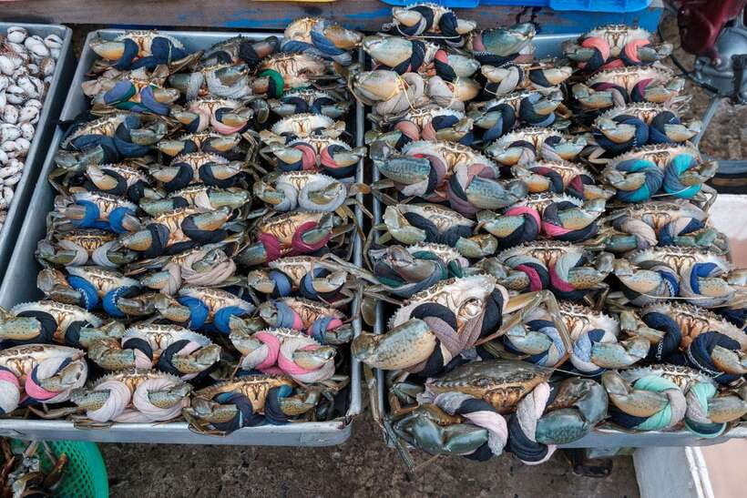 One Day Trip to Pepper Farm, Chhngok Temple and Salt Field - Experience a Day Exploring Cambodia’s Agricultural and Cultural Gems