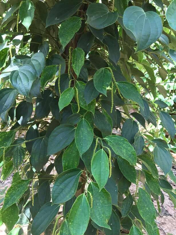 One Day Trip to Pepper Farm, Chhngok Temple and Salt Field - Chhngok Temple Cave: Ancient Hidden Treasure
