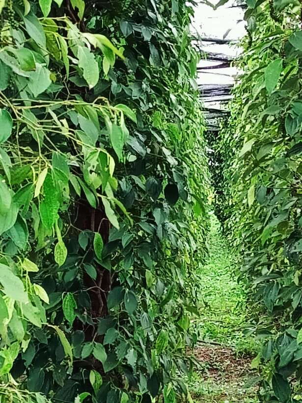 One Day Trip to Pepper Farm, Chhngok Temple and Salt Field - Kampot Pepper Farm: A Fragrant Introduction to Cambodia’s World-Famous Spice