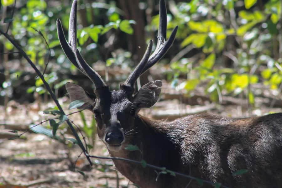 LABUAN BAJO: Komodo Shared Tour With Speed Boat - Who Is This Tour Best For?