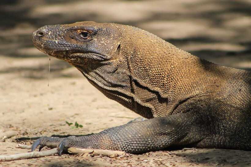 LABUAN BAJO: Komodo Shared Tour With Speed Boat - FAQ