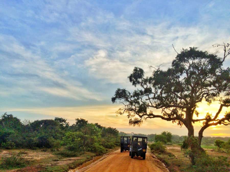Yala/Mirissa: All Inclusive Half-Day Safari at Yala Park - Key Points