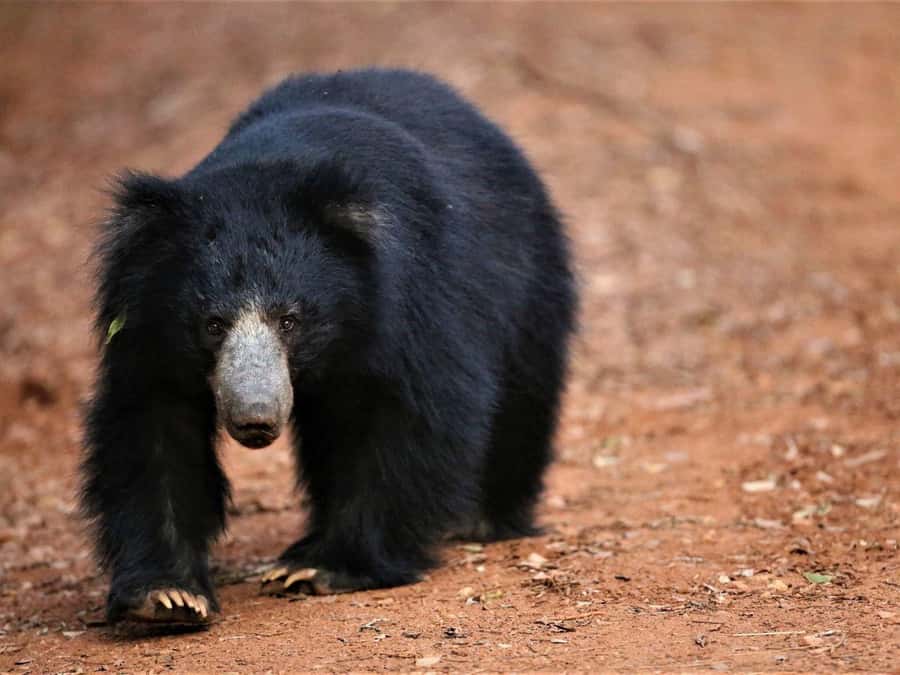 Yala/Mirissa: All Inclusive Half-Day Safari at Yala Park - Value & Practical Tips