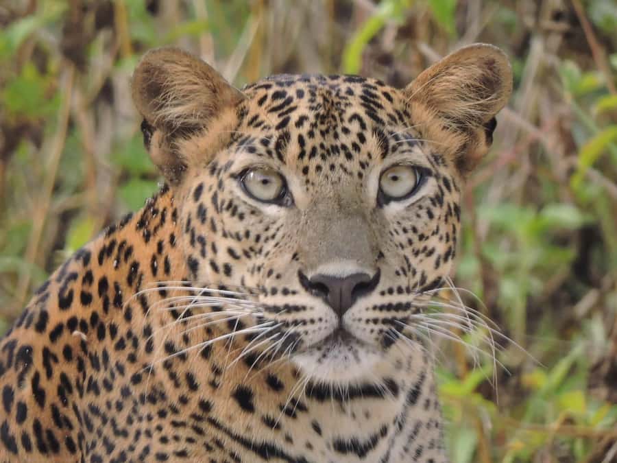 Yala/Mirissa: All Inclusive Half-Day Safari at Yala Park - Final Thoughts: Is this Tour Right for You?