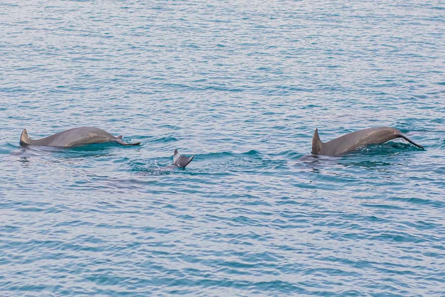 Phuket: Maiton, Coral, and Racha Island Snorkeling Trip - Key Points