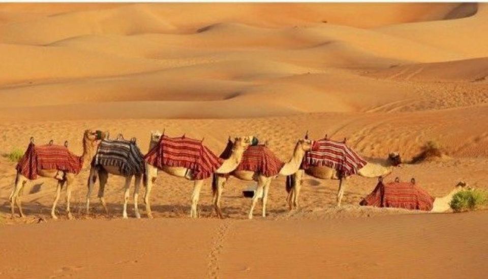 Fullday pushkar tour from jaipur with guid+camel/jeep safari - FAQs