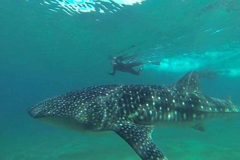 From La Paz: Whale Sharks, Sea Lions & Balandra Beach Combo - Exploring the Sea of Cortez Combo Tour in Depth