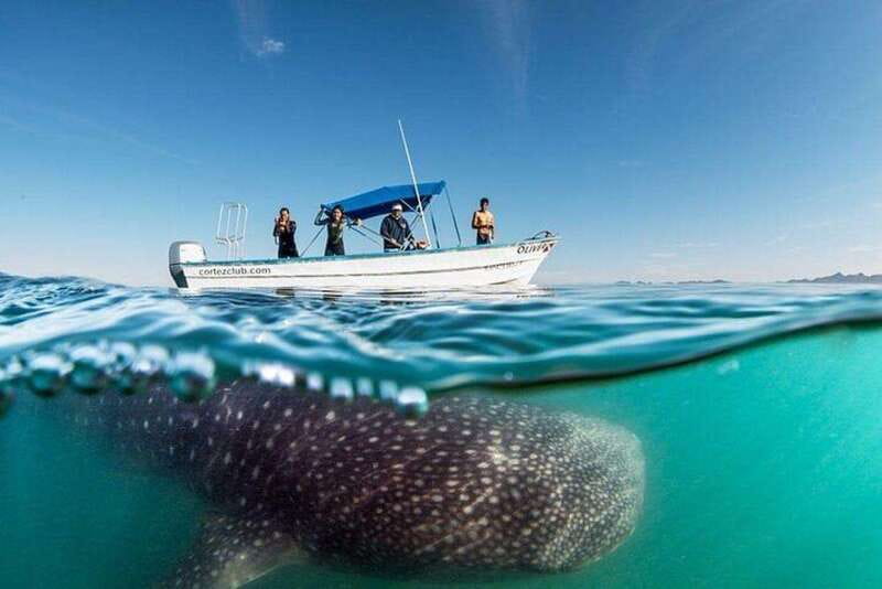 From La Paz: Whale Sharks, Sea Lions & Balandra Beach Combo - Who Should Consider This Tour?