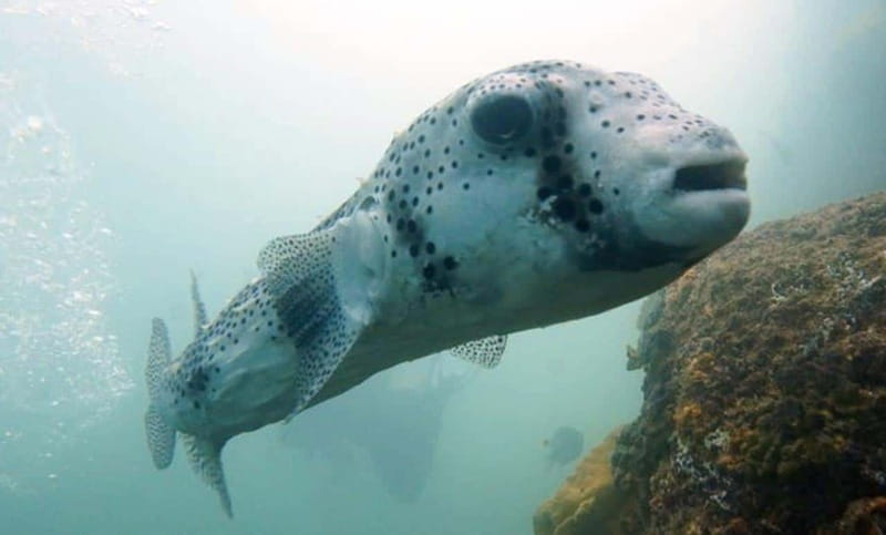 San Jose del Cabo Snorkeling Tour - Frequently Asked Questions