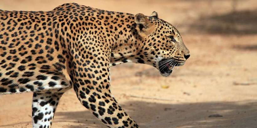 Kalutara/Bentota/Kosgoda/Ahungalla/Hikkaduwa: Yala Safari - FAQ