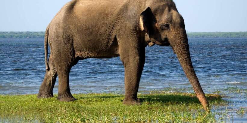 Kalutara/Bentota/Kosgoda/Ahungalla/Hikkaduwa: Yala Safari - Final Thoughts: Is This Safari Worth It?