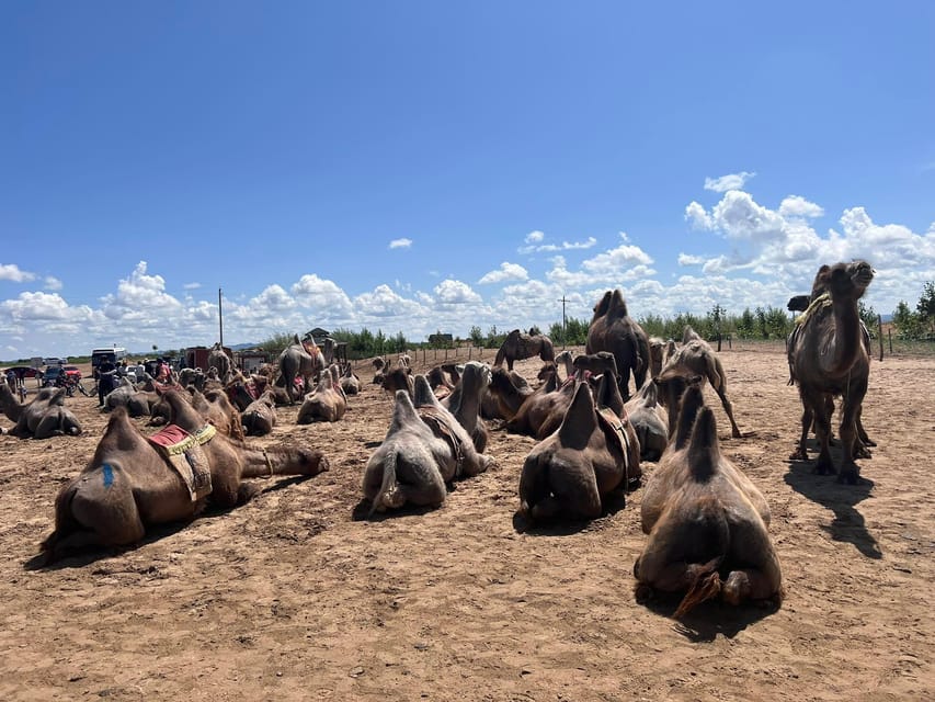 From Ulaanbaatar: Semi Gobi and Ancient Kharkhorin Tour - Final Thoughts: Is It Worth It?