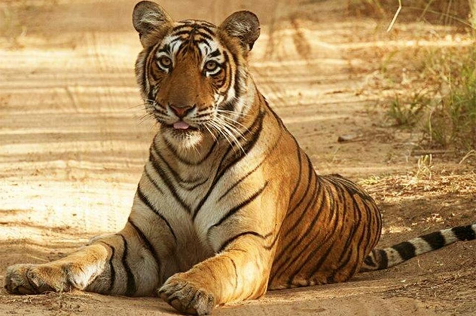 From Jaipur: Praivte Ranthambore Tour By Jeep Canter Safari - FAQ