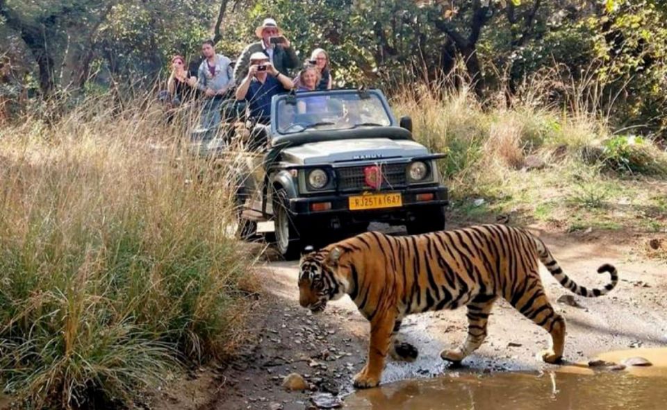 From Jaipur: Praivte Ranthambore Tour By Jeep Canter Safari - End of Safari and Return Journey