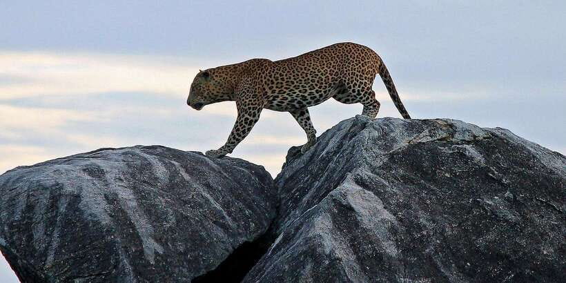 Yala Safari All-Inclusive Package with Convenient Pick Up - Transportation and Group Dynamics