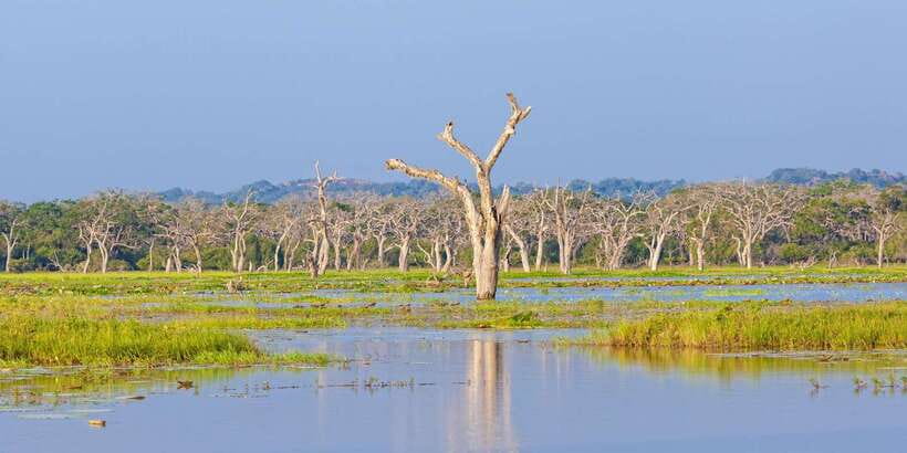 Yala Safari All-Inclusive Package with Convenient Pick Up - Is This Tour Good Value?