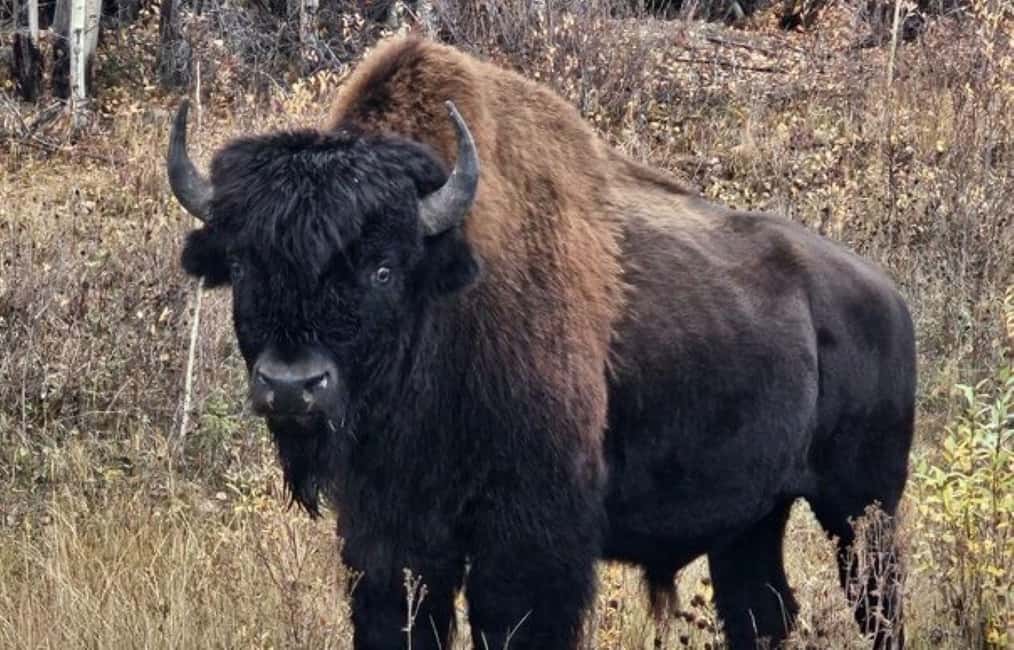Yellowknife: Wild Bison Highway Tour - Who Will Love This Tour?