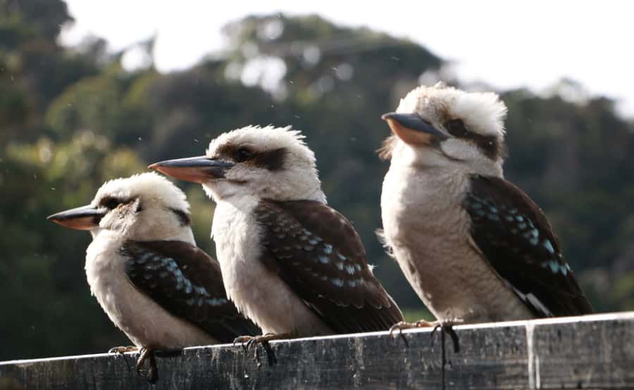 Grampians National Park Small-Group Eco Day Tour - Lookouts with Panoramic Vistas