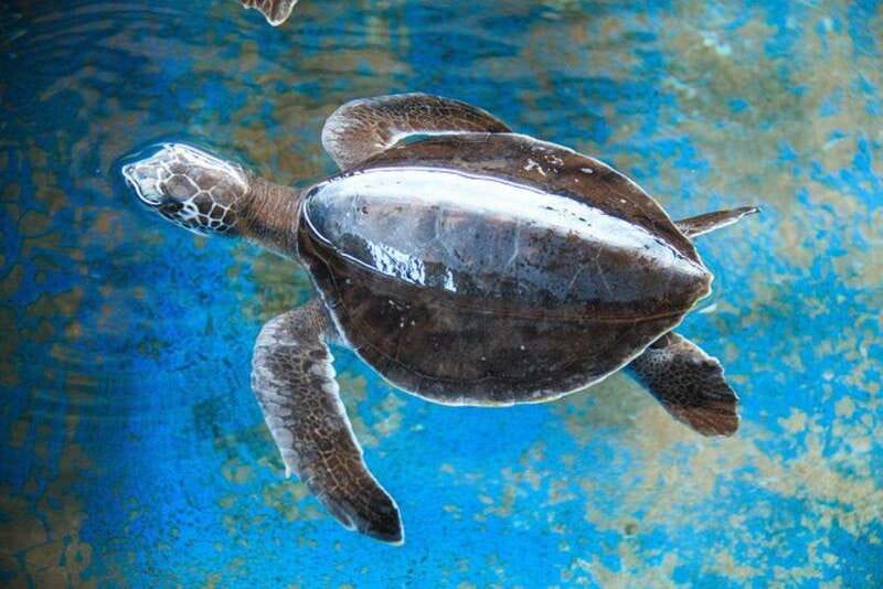 Huatulco: Turtles & Crocs Experience - The Journey from La Crucecita to Puerto Angel