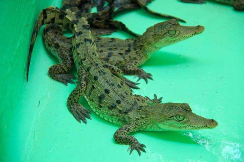 Huatulco: Turtles & Crocs Experience - Practical Considerations