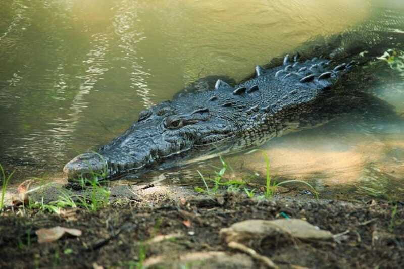 Huatulco: Turtles & Crocs Experience - Conservation and Education