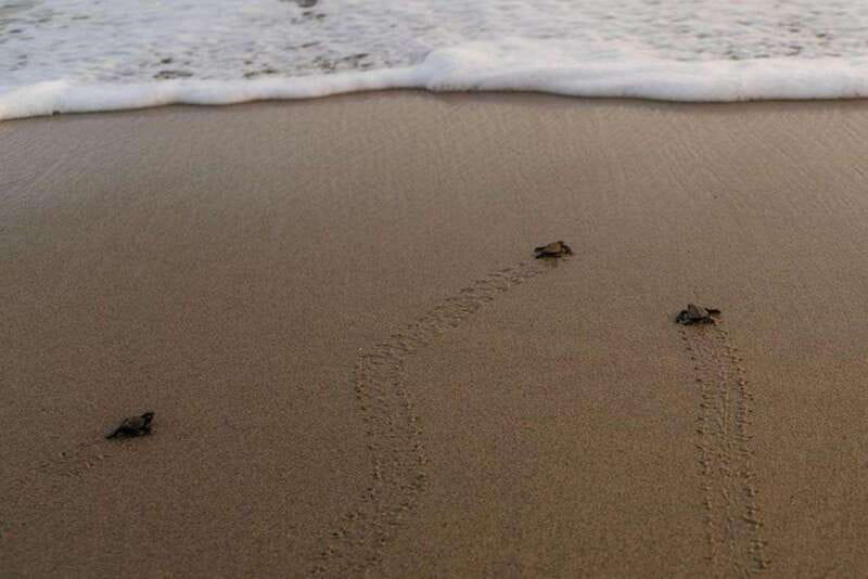 Huatulco: Unique Turtle Sanctuary & Sunset Experience - Key Points