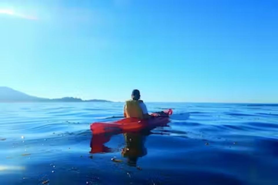 Monterey: Pebble Beach Kayak Tour - An In-Depth Look at the Monterey Pebble Beach Kayak Tour