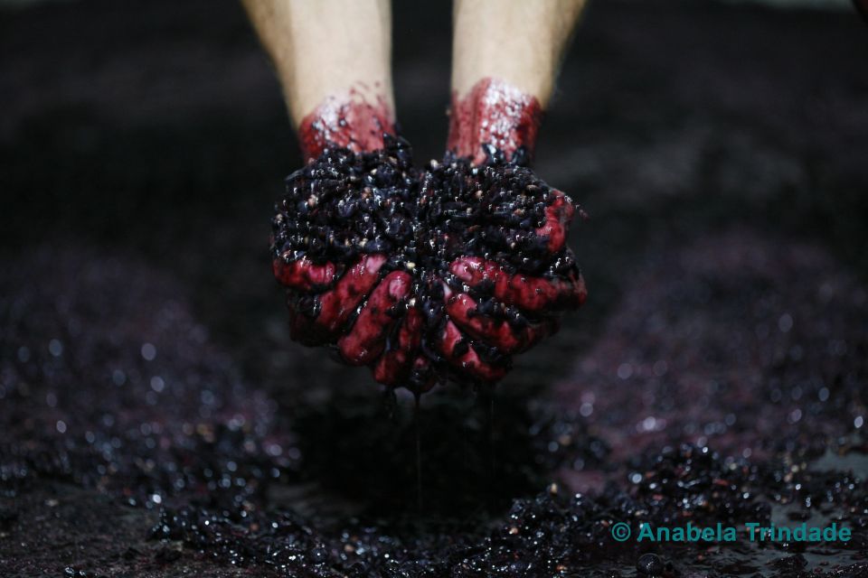 A trip through the Vinhos Verdes of the Basto Region - Who Is This Tour Best For?