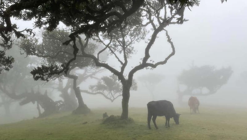 Madeira: Westside Achadas Cruz, Moniz, Seixal and Fanal - Key Points