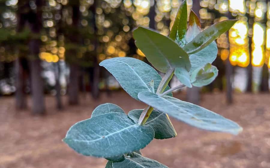 Horse ride through Sacsayhuaman, Qenqo and eucalyptus forest - Deep Dive into the Experience