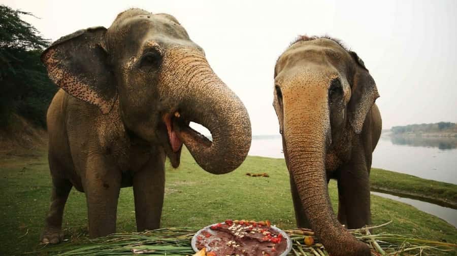 Taj Mahal Tour with Optional Wildlife Rescue Center Visit - Discover the Taj Mahal with an Optional Wildlife Rescue Center Visit