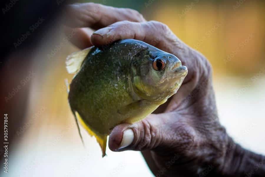 From Puerto Maldonado - Tambopata 4D/3N - Final Thoughts: Who Should Consider This Tour?