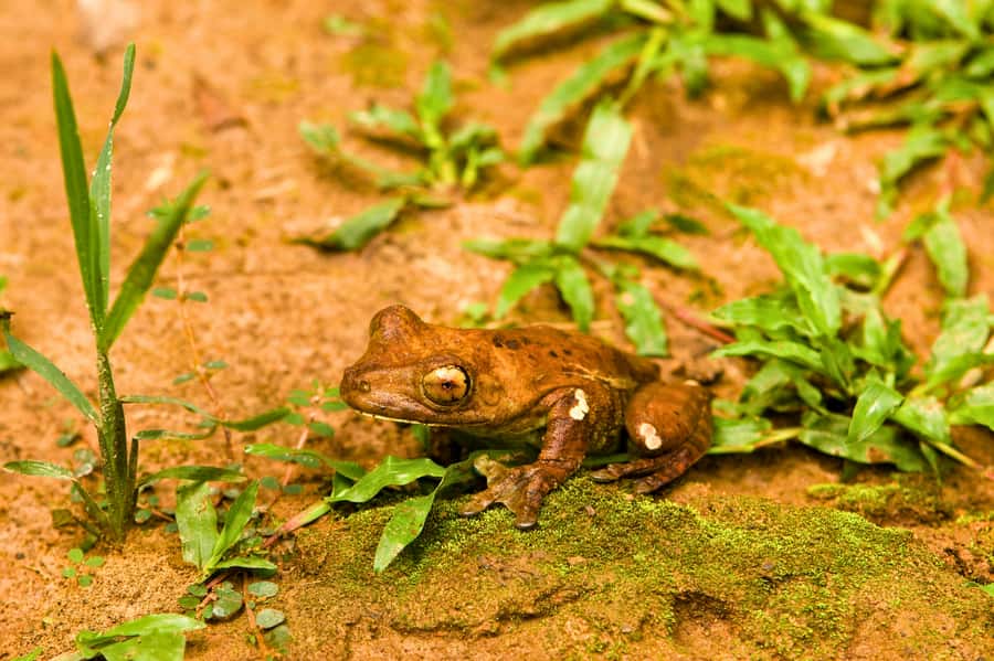 Manu Jungle Expeditions 3 Days - Final Thoughts: Who’s This Tour For?