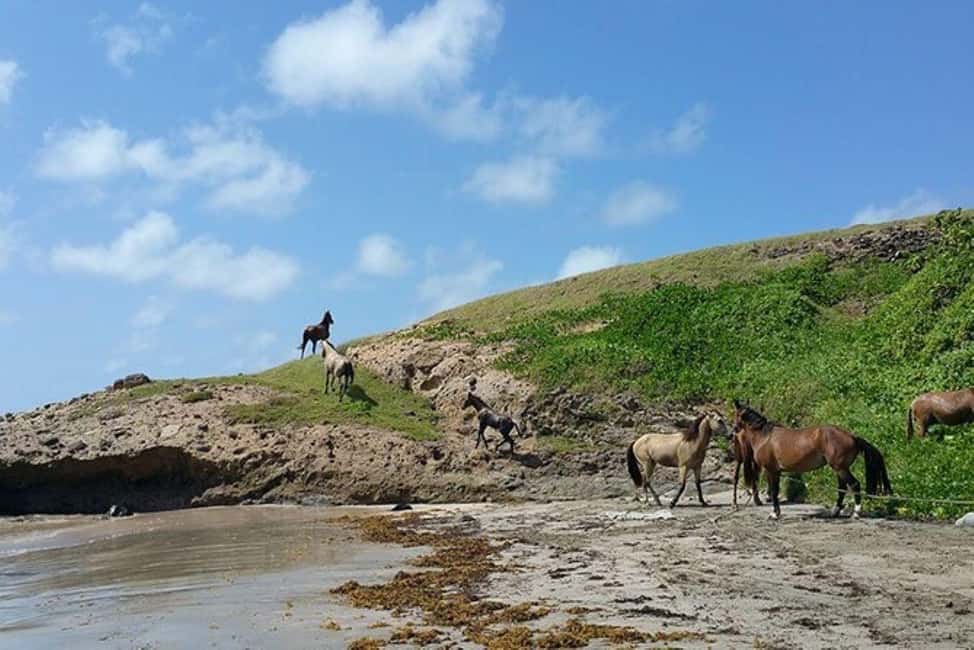 St. Lucia: Horseback Riding Adventure - FAQ