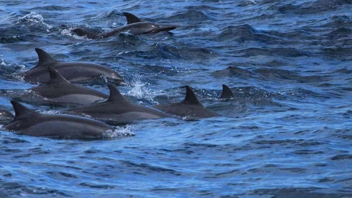 From Galle: All Inclusive Whales & Dolphin Watching Tour - Final Thoughts